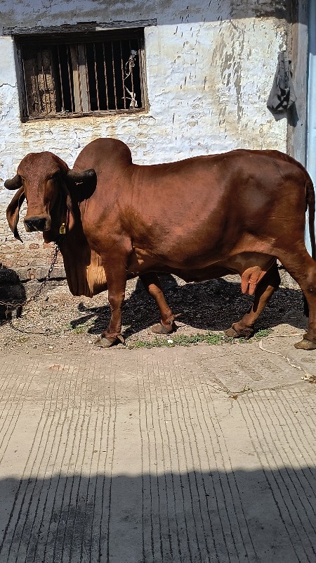 ગીર ગાય વેચવાની...