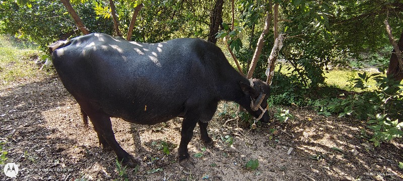 ભેંસ વેચવાની છે