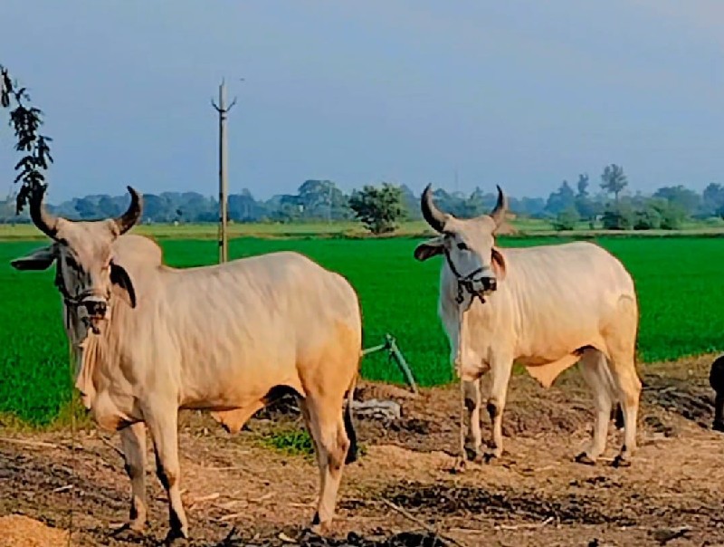 ગોઢલા