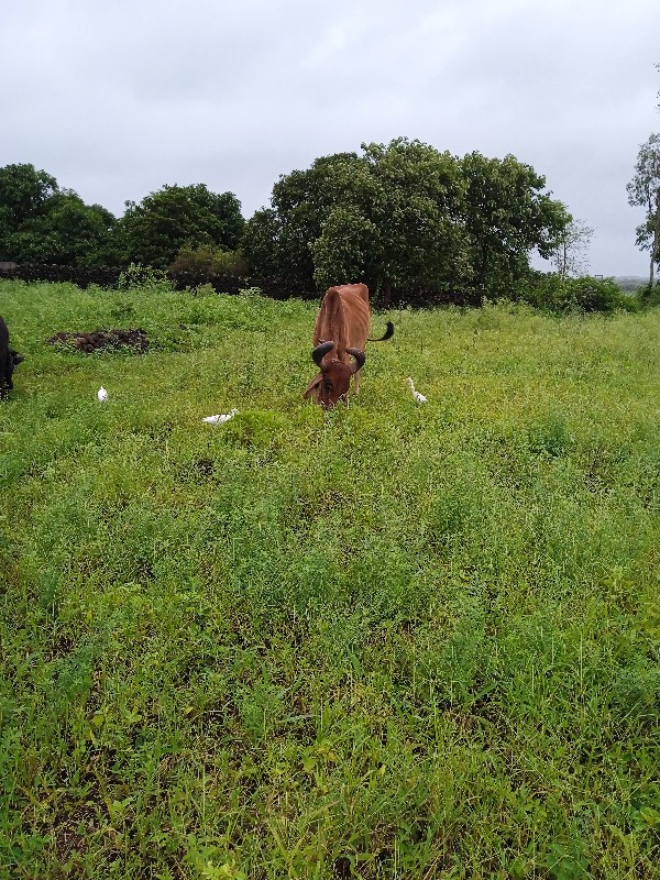 બળદ વેચવા નો છે...