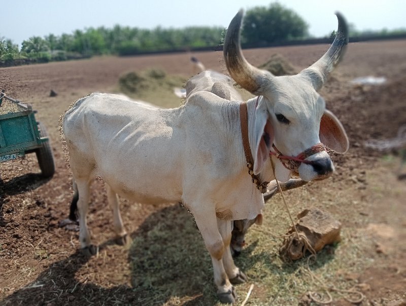 બળદ