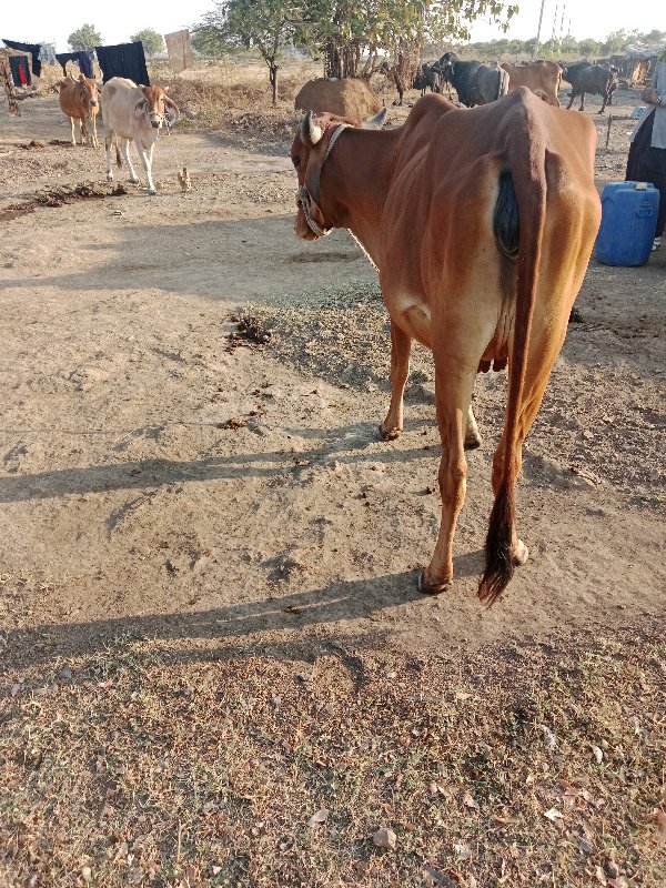 ગાય વેચવાની છે