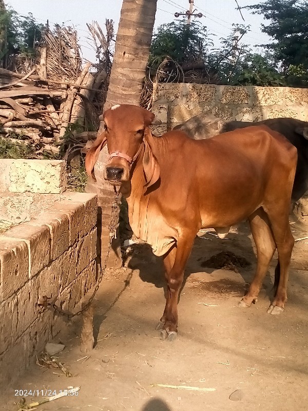 વાસડી