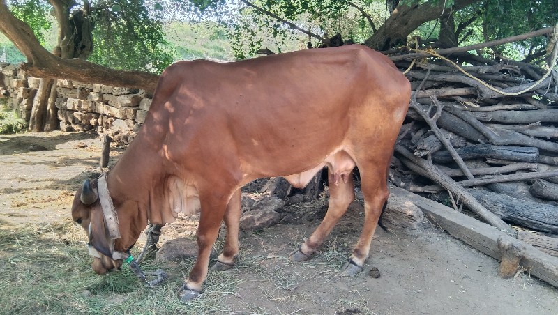 ગાય વેશવાનિ છે