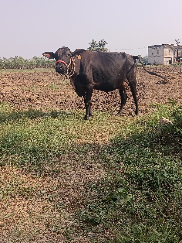 એચ. એફ. ગાય વેચ...