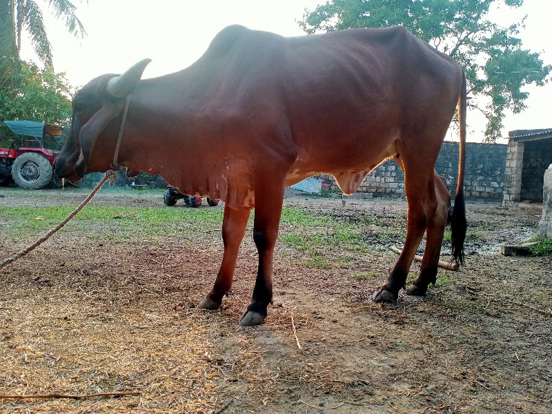 હોળકી વૈચવાની છ...