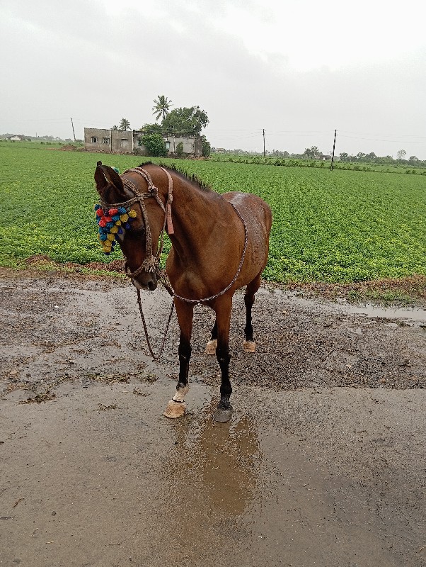 આ ધોદીઆપવાની છે