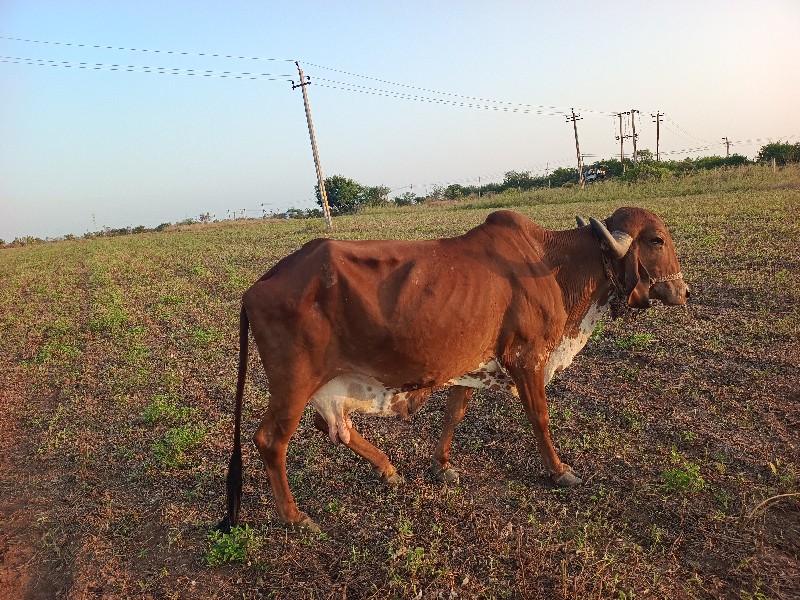 ગાય છે