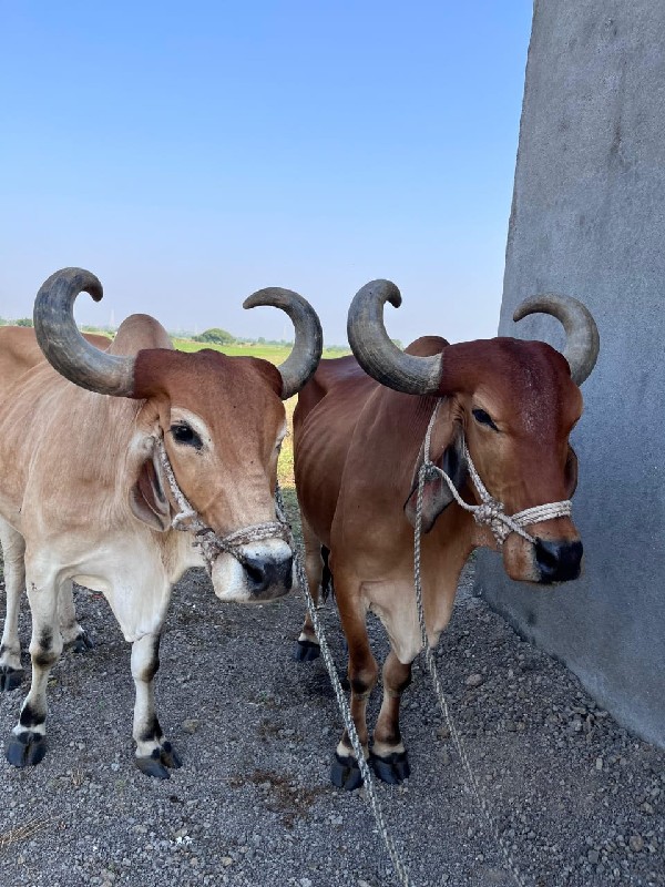 બળદ વેચવાના છે