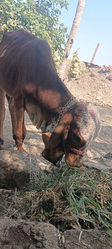 વાછડી વેચવાની છ...