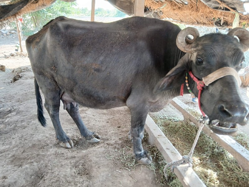 બે ભેસુ  વેચવાન...