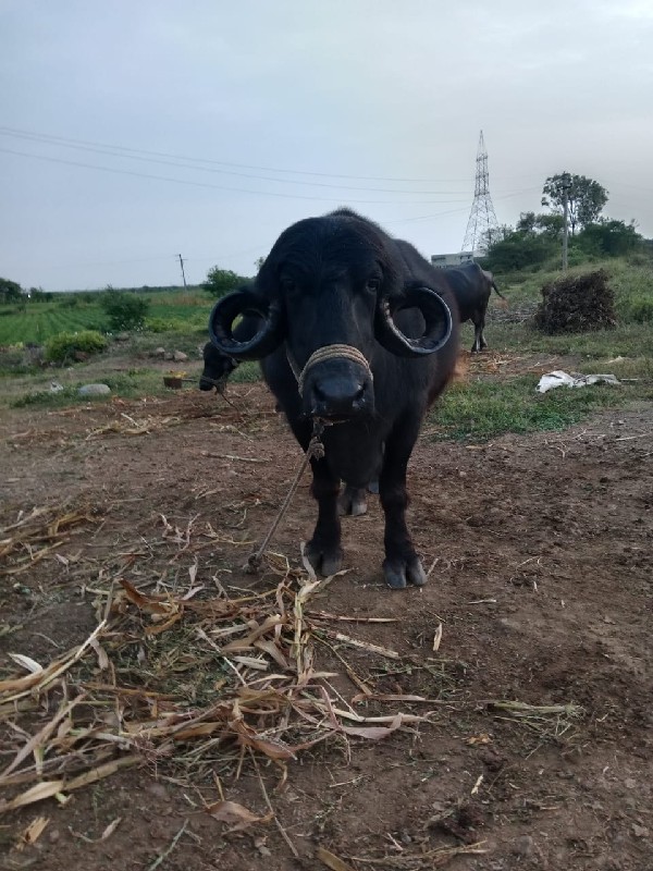 ભેંસ વેચવાની છે...