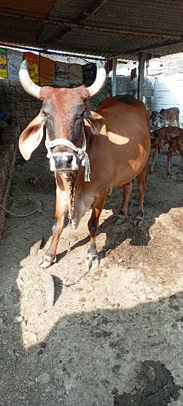 ભુરી ગાય વેસવાન...