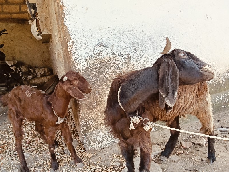 બે અખંડ પાયઠો વ...