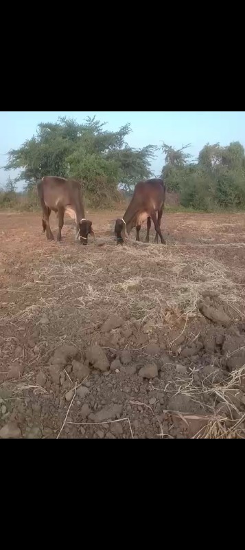 વછેરી લેવાની છે