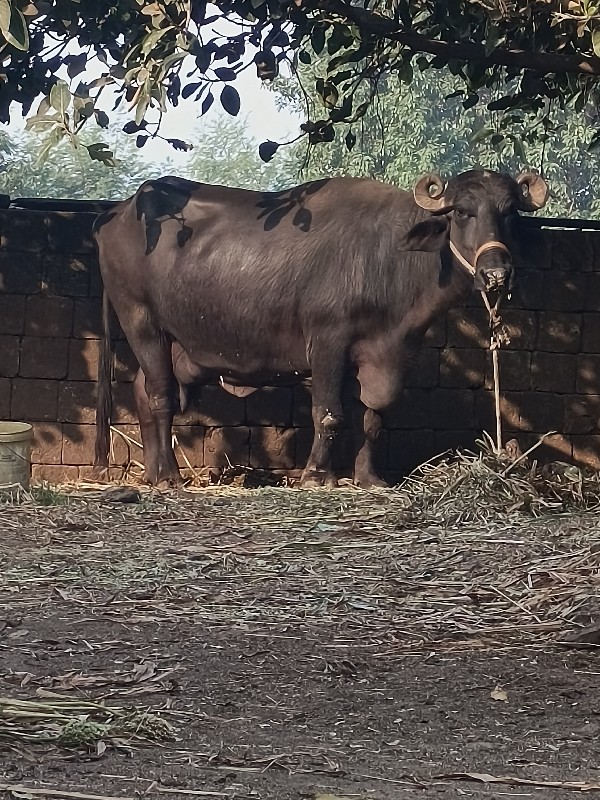 ભેંસ વેચવાની છે