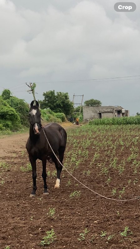 ઘોડી વેચવાની સે