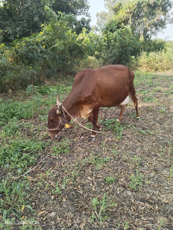 જર્શી ગાય વેચવા...