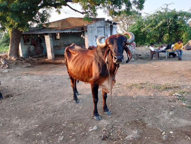 ગય આપવાની છે