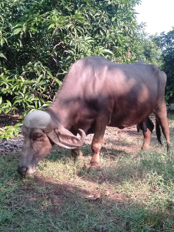 ભેસ વેચવાની છે