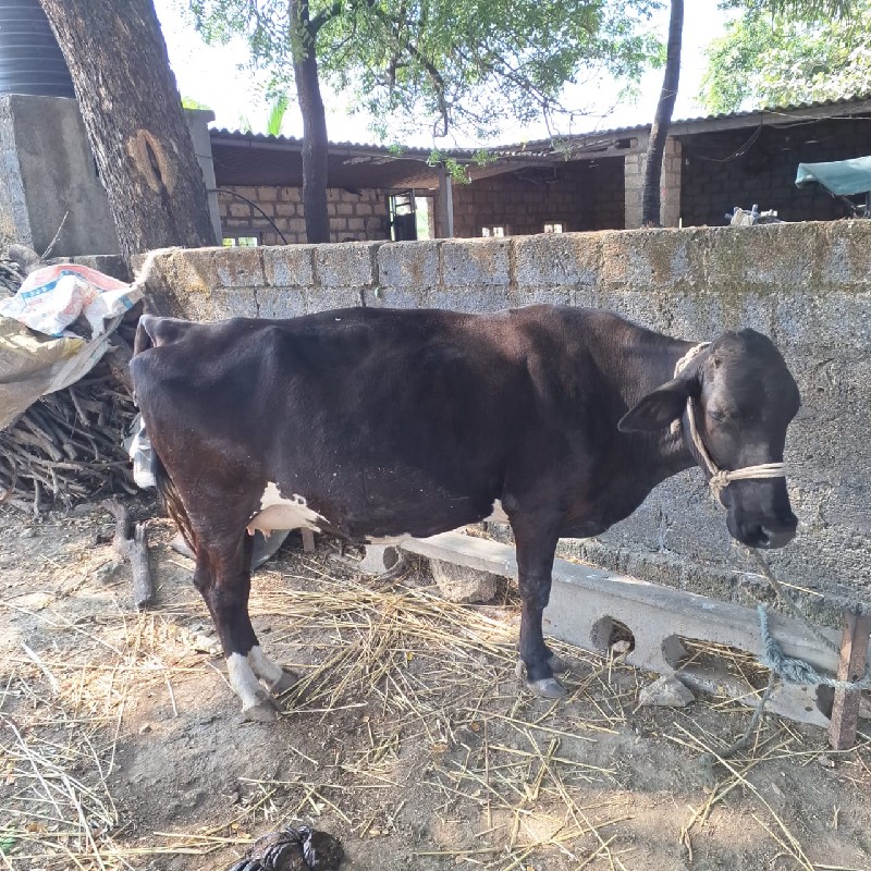 sf ગાય સે