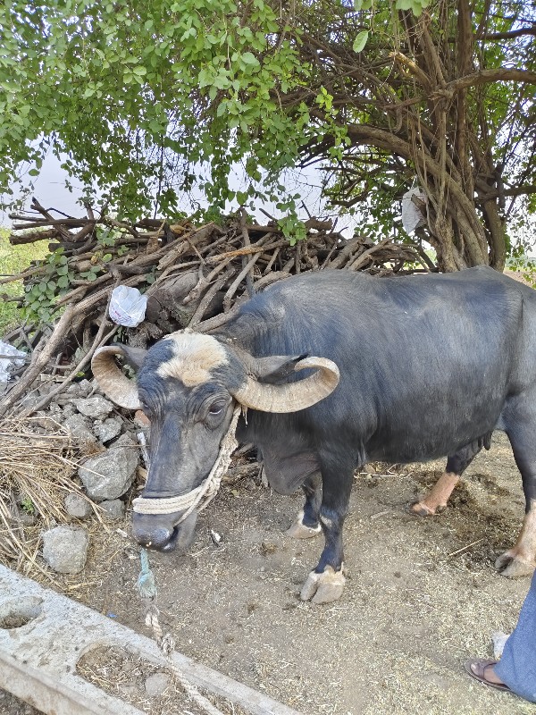 ભેંસ વેચવાની છે