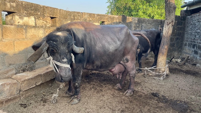 વેસવાનિ