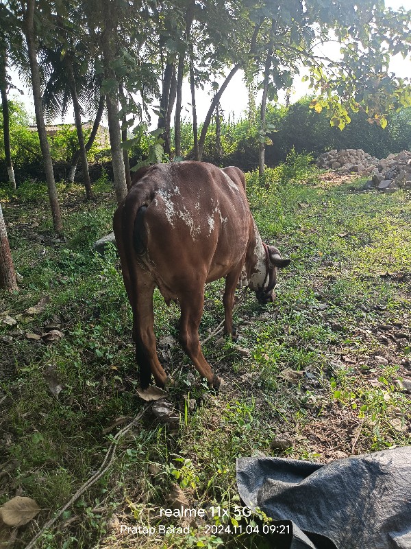 ગીર ઓડકી વેચવાન...