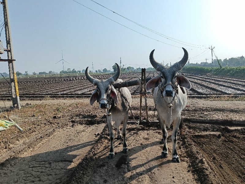 બળદ વેચવા ના છે