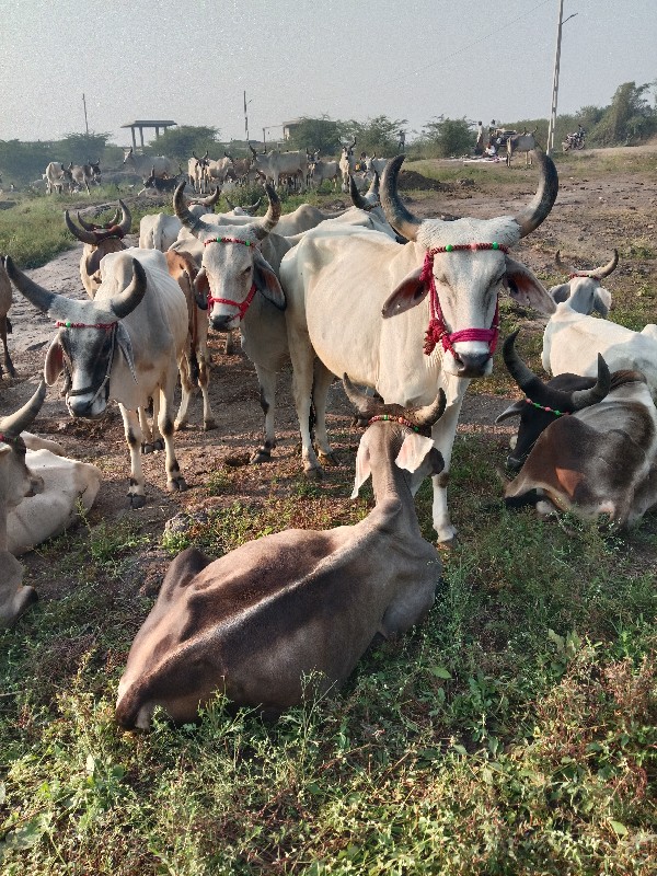 વાછરડા વેચ વાના...