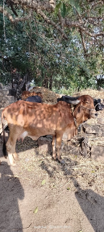 ગાય