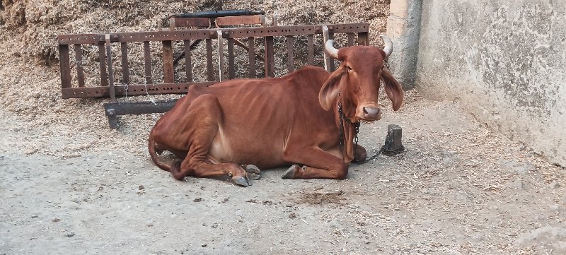 સોનકપીલા ગાય દે...