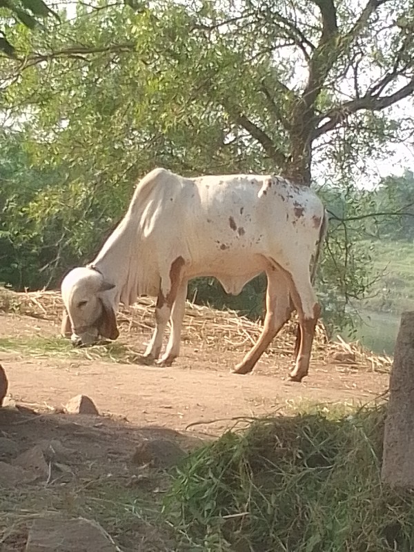 ગાય