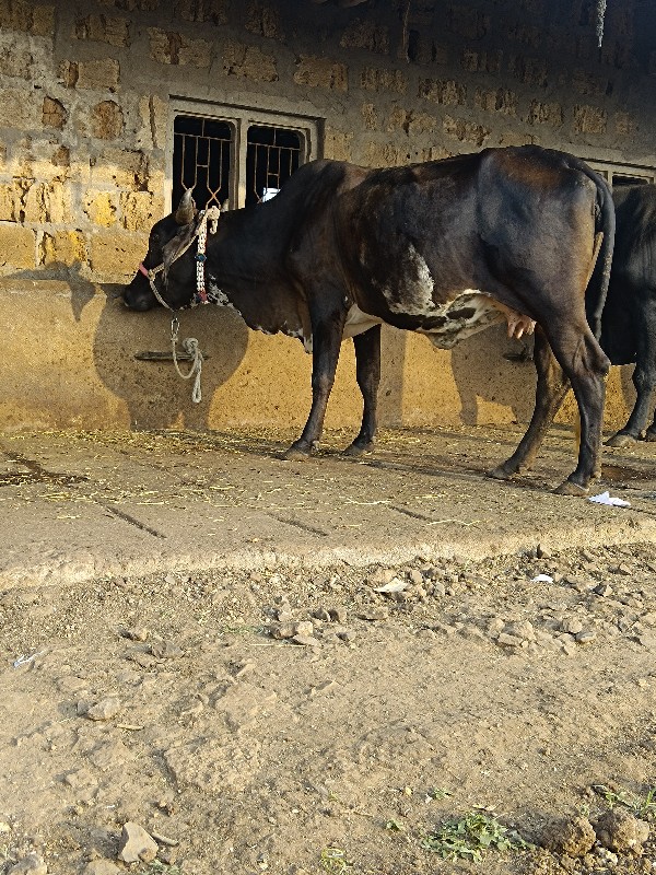 ગાય વેચવાની છે