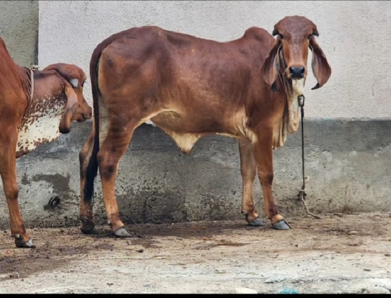 ગિર વાછડી યુ વે...