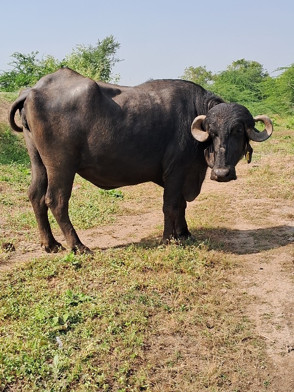 ભેસ વેચવાનીછે