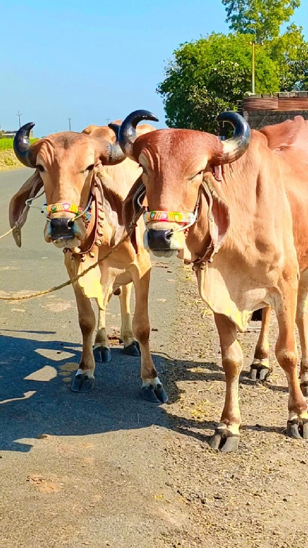 અરવિંદ દેવીપુજક