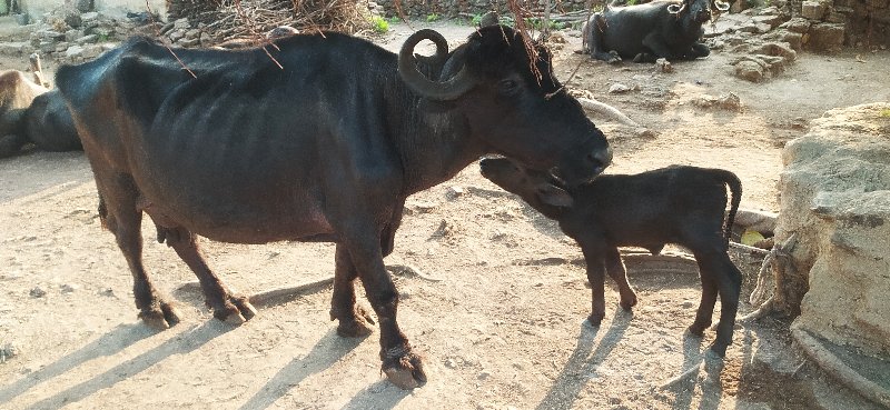 વેચવાની છે