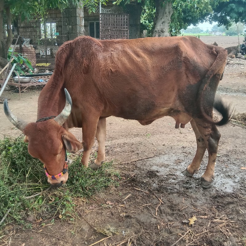 ગાય  વેશવાની છે