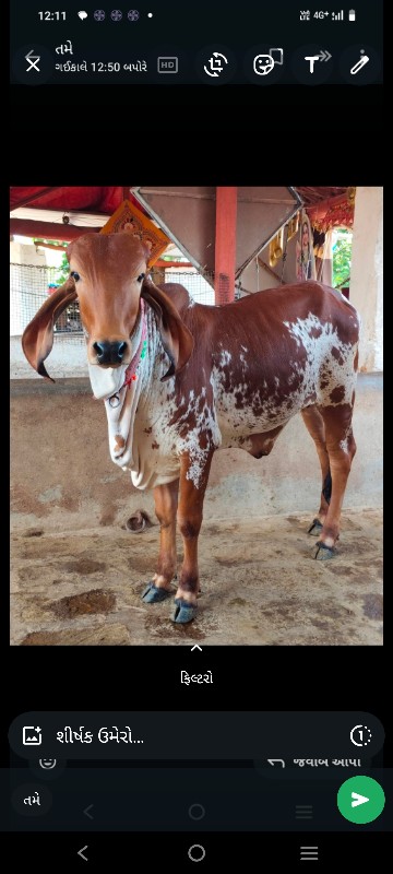 ગીર ગાય અને વાછ...