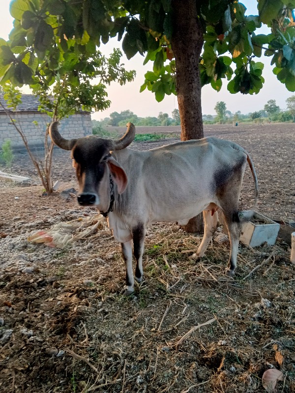 દેશી ગાય વેશવાન...