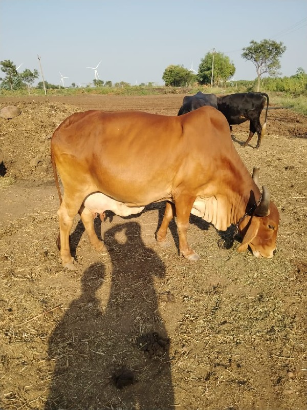 વિનુ ભાઈ વાઘેલા