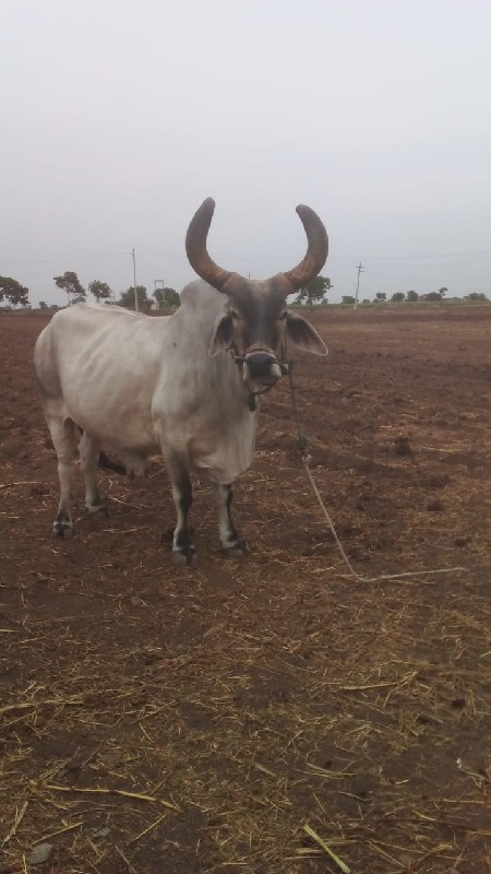 લેવાનો છે