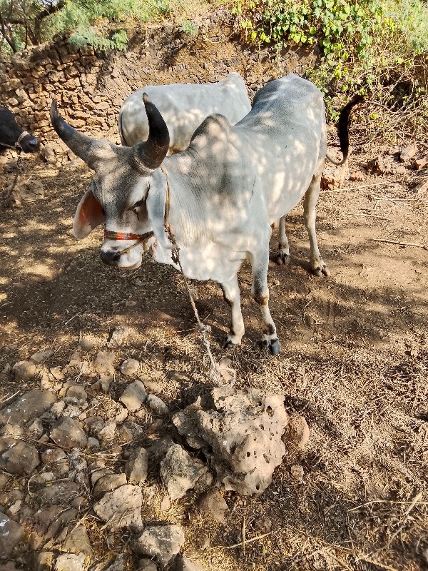 ગોઘલા વેચવા નાછ...