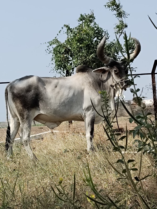 વેચવાના છે