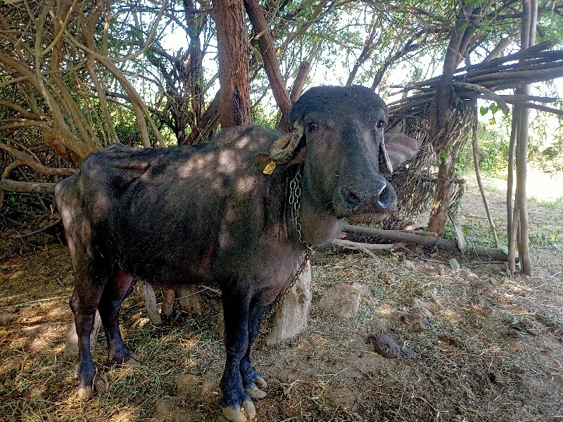 ખળેલી વેચવાની છ...