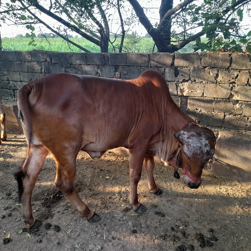 ગીર ગાય અને વાછ...