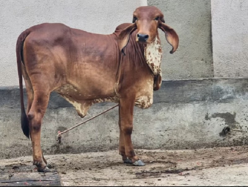 ગિર વાછડી યુ વે...