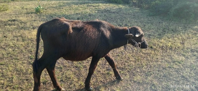 ધાનાભાઈ ગઢવી