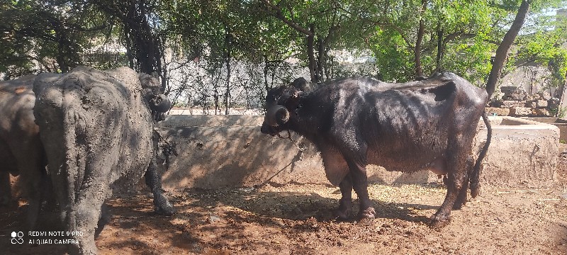 વેચવાની છે પાંચ...